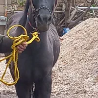 اسب ماده