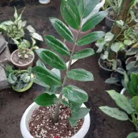 گل آپارتمانی