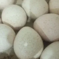 تخم نطفه دار بوقلمون برنزه