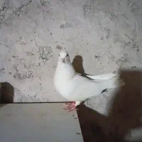 کبوتر جوجه|پرنده|سنگر, |دیوار