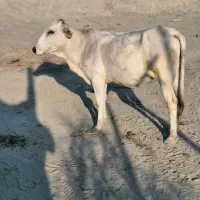 فروش گاو ماده در سیریک