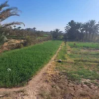 زمین مزروعی انتهای صحرای مبارکه نزدیک بلوارسنگ آهن|فروش زمین و ملک کلنگی|بافق, |دیوار