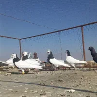 حیوان کبوتر کفتر پرنده