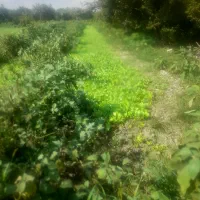 نهال کاهو