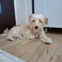 واگذاری رایگان شیتزو تریر