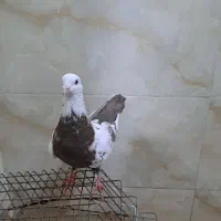 کفتر|پرنده|اقبالیه, |دیوار