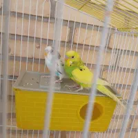 مرغ عشق با ....