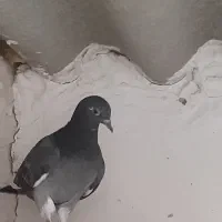 کبوتر .کفتر