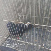 ۶تا کفتر قلمرو مقبول|پرنده|مشهد, هفده شهریور|دیوار