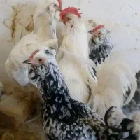 مرغ و خروس گلین