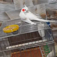 فروش فوری عروس هلندی شاه تخم فول مولد جوان