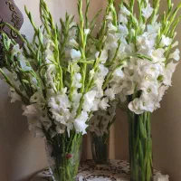 صد شاخه گلایل یک میلیون