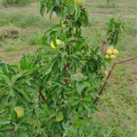 فروش باغ دارای سند شش دانگ|فروش زمین و ملک کلنگی|شوط, |دیوار