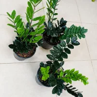 درخت بنجامین ۴۵۰عبایی۳۹۰زیر قیمت