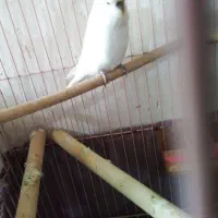 مرع عشق|پرنده|کاکی, |دیوار