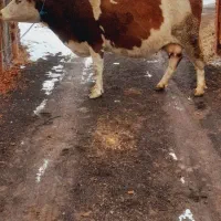 گاو سیمنتال قرمز ۱۸ روز مانده به زایمان شکم دوم