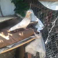 کبوتر سینه ای