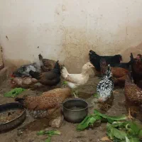 تخم مرغ نطفه دار|حیوانات مزرعه|شیراز, میانرود|دیوار