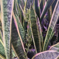 سانسوریا ابلق|گل و گیاه طبیعی|اصفهان, قهجاورستان|دیوار