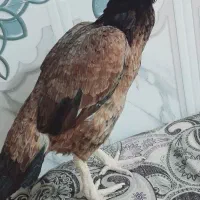 مرغ فروشی|حیوانات مزرعه|سراوان, |دیوار