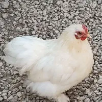 مرغ وخروس خوشین|پرنده|گراش, |دیوار