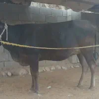 گاوابستن۶ماه