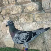 کبوتر مسافتی ۴۰۰ نشسته