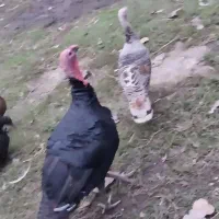 بوقلمون محلی بزرگ