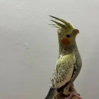 عروس هلندی نر و ماده