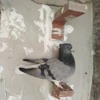 سبز  دم سفیدباجوجه معاوضه  دارم