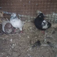 کبوترسینهسیاهفروشی|پرنده|سراوان, |دیوار