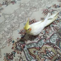 عروس هلندی