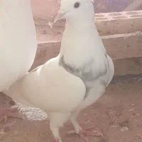 کبوتر|پرنده|مسجد سلیمان, |دیوار