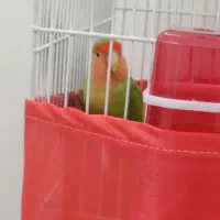 طوطی برزیلی|پرنده|تهران, دولتخواه جنوبی|دیوار