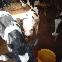 فروش 5راس گوساله نرجنس دار