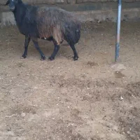 قوچ چهار سال