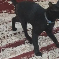 یک عدد گربه خانوادگی جهت واگذاری