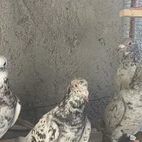 کبوتر|پرنده|برازجان, |دیوار