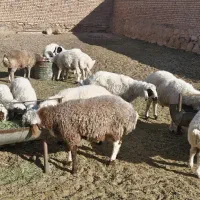 بره نر وپیش|حیوانات مزرعه|میمه, |دیوار