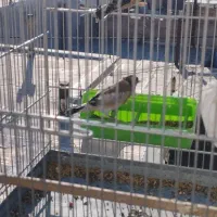 جوجه سهره|پرنده|ایلام, |دیوار