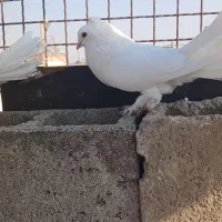 جفت دم چتری|پرنده|شیراز, شیخ علی چوپان|دیوار
