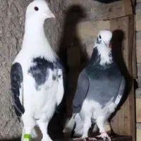 کبوتر جوجه کشی تضمینی