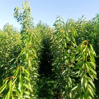 نهــال مقاوم به بی آبی،پیـوندی وغیــر پیــوندی|خدمات باغبانی و درختکاری|تاکستان, |دیوار