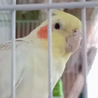 گمشده|حیوانات|قم, قلعه کامکار|دیوار