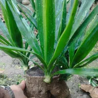 فروش گل یوکا|گل و گیاه طبیعی|گلوگاه, |دیوار