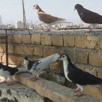 کبوتر|پرنده|مرودشت, ولایت|دیوار