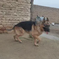 واگذاری ژرمن نر اصیل نگهبان|سگ|ساوه, |دیوار