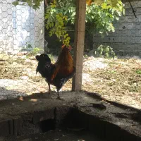 خروس گلین معاوضه
