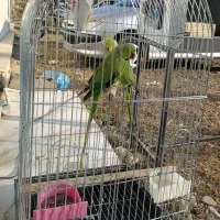 جفت مولد شاه طوطی ملنگو زیر قیمت|پرنده|لاهیجان, شیشه گران|دیوار