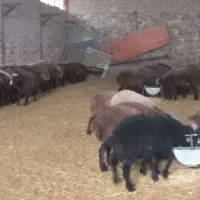 ۱۰۰ راس بره نر پروار وپای پروار فشندی